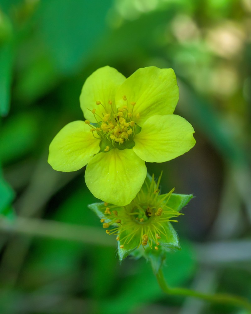 Idaho Barren Strawberry photo 4