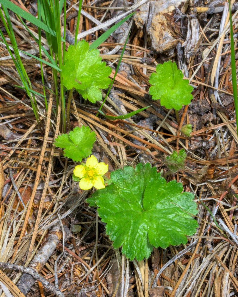 Idaho Barren Strawberry photo 5