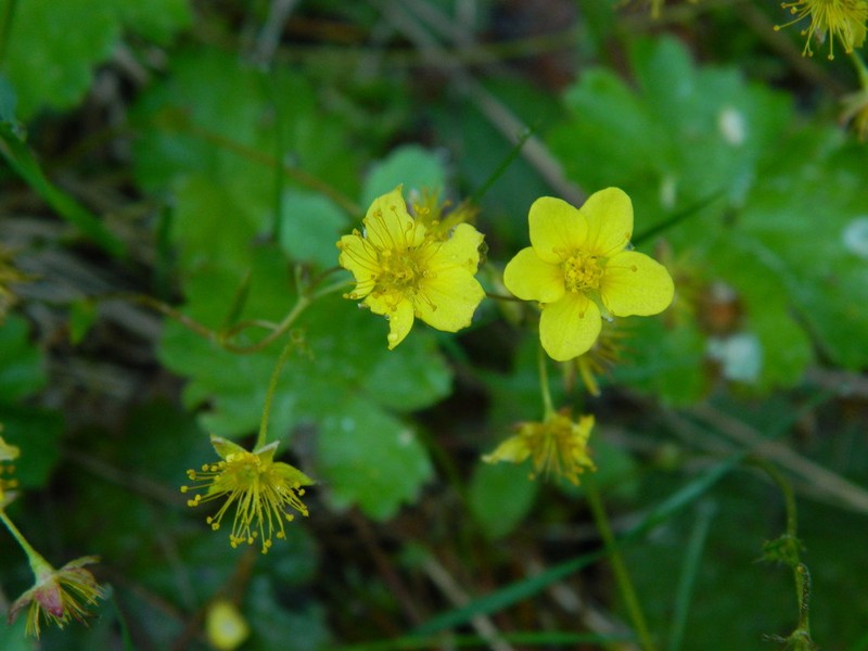 Idaho Barren Strawberry photo 6