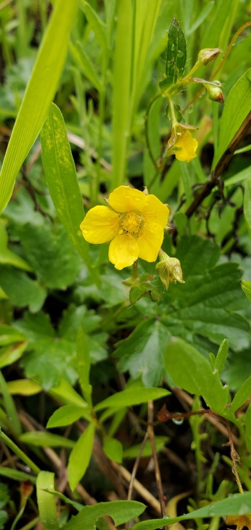Idaho Barren Strawberry photo 7