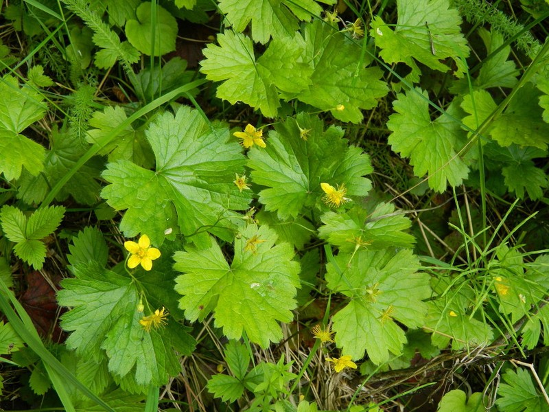 Idaho Barren Strawberry photo 8