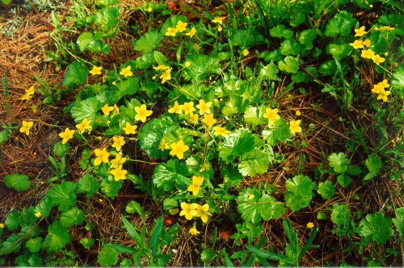 Idaho Barren Strawberry