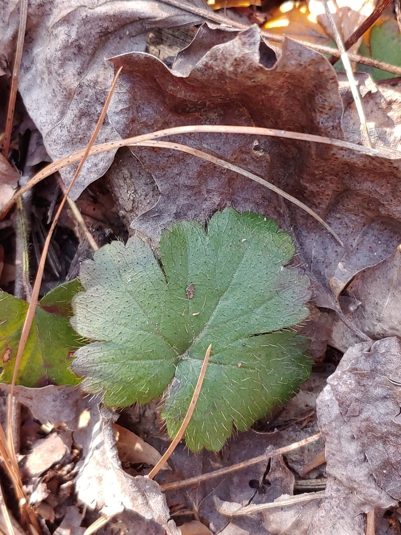 Piedmont Barren Strawberry photo 2