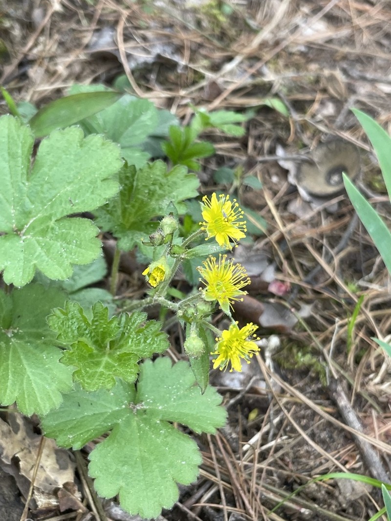 Piedmont Barren Strawberry photo 3