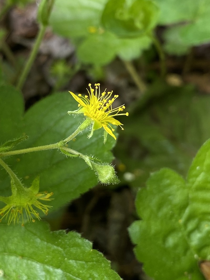 Piedmont Barren Strawberry photo 4