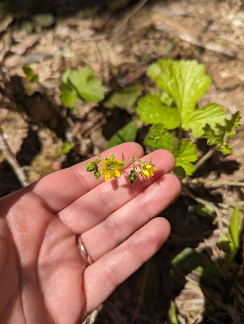 Piedmont Barren Strawberry photo 5