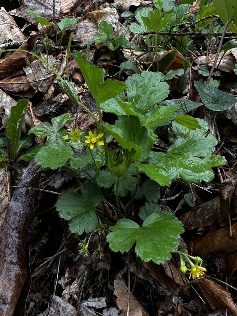 Piedmont Barren Strawberry photo 6