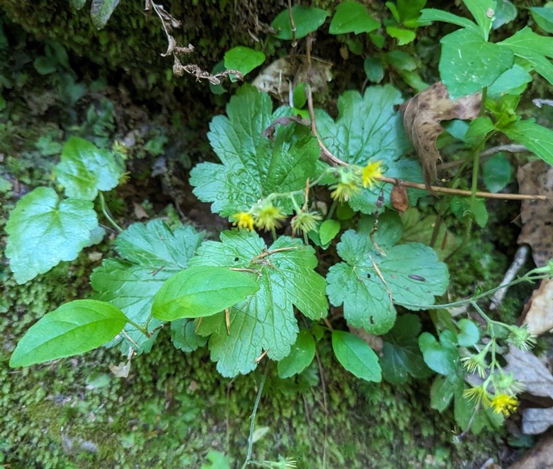 Piedmont Barren Strawberry photo 7