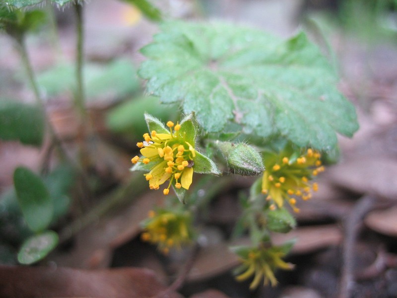 Piedmont Barren Strawberry