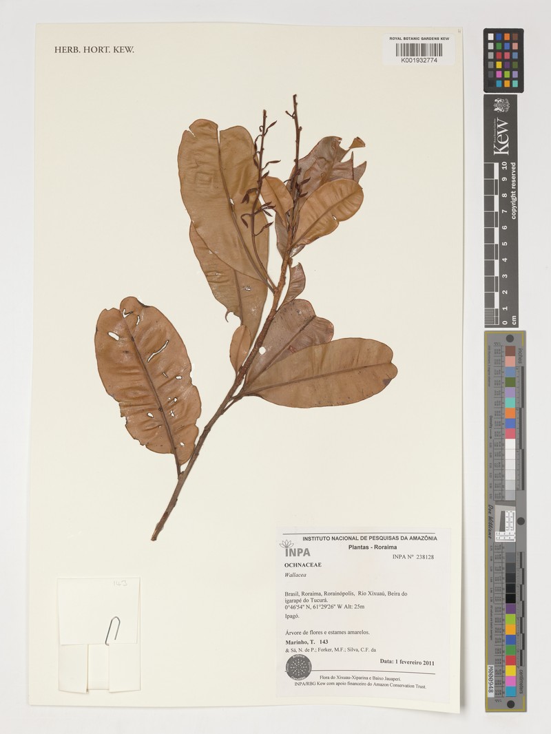Wallacea multiflora