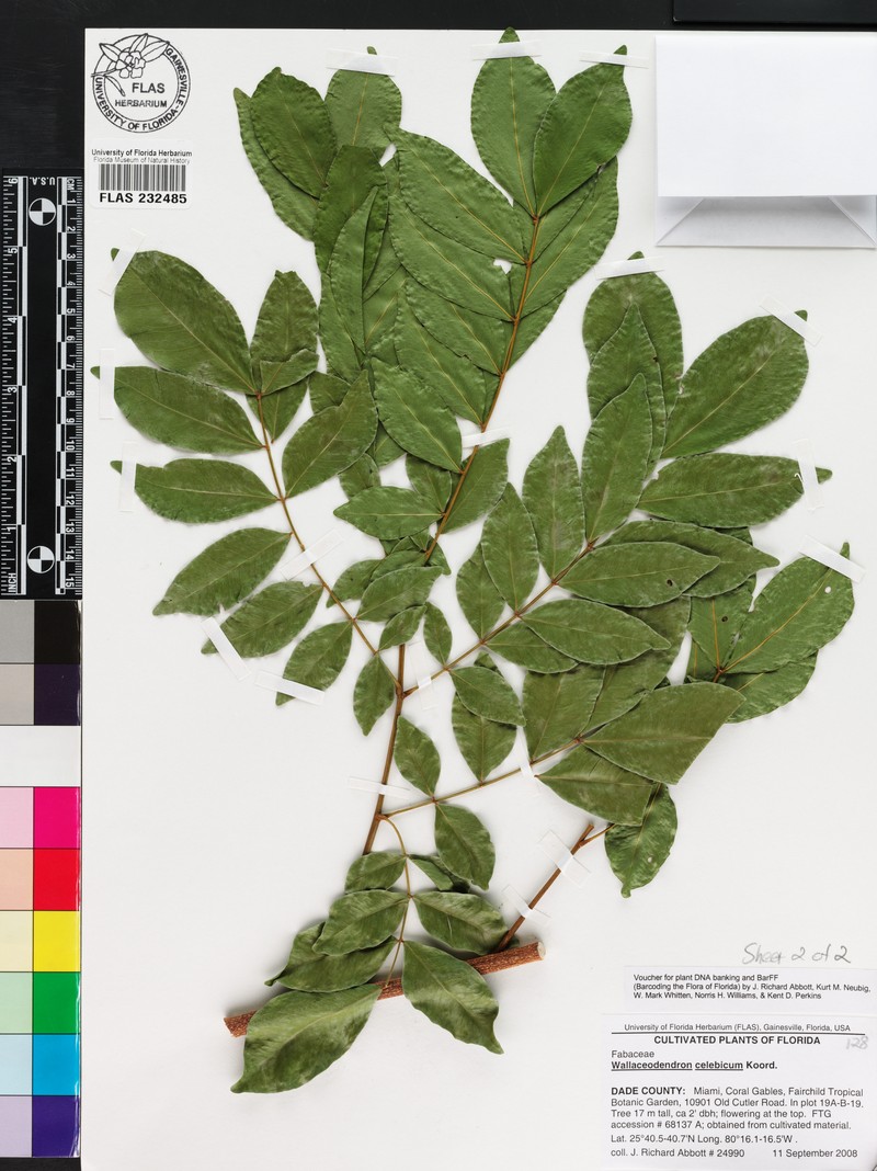 Wallaceodendron celebicum photo 3