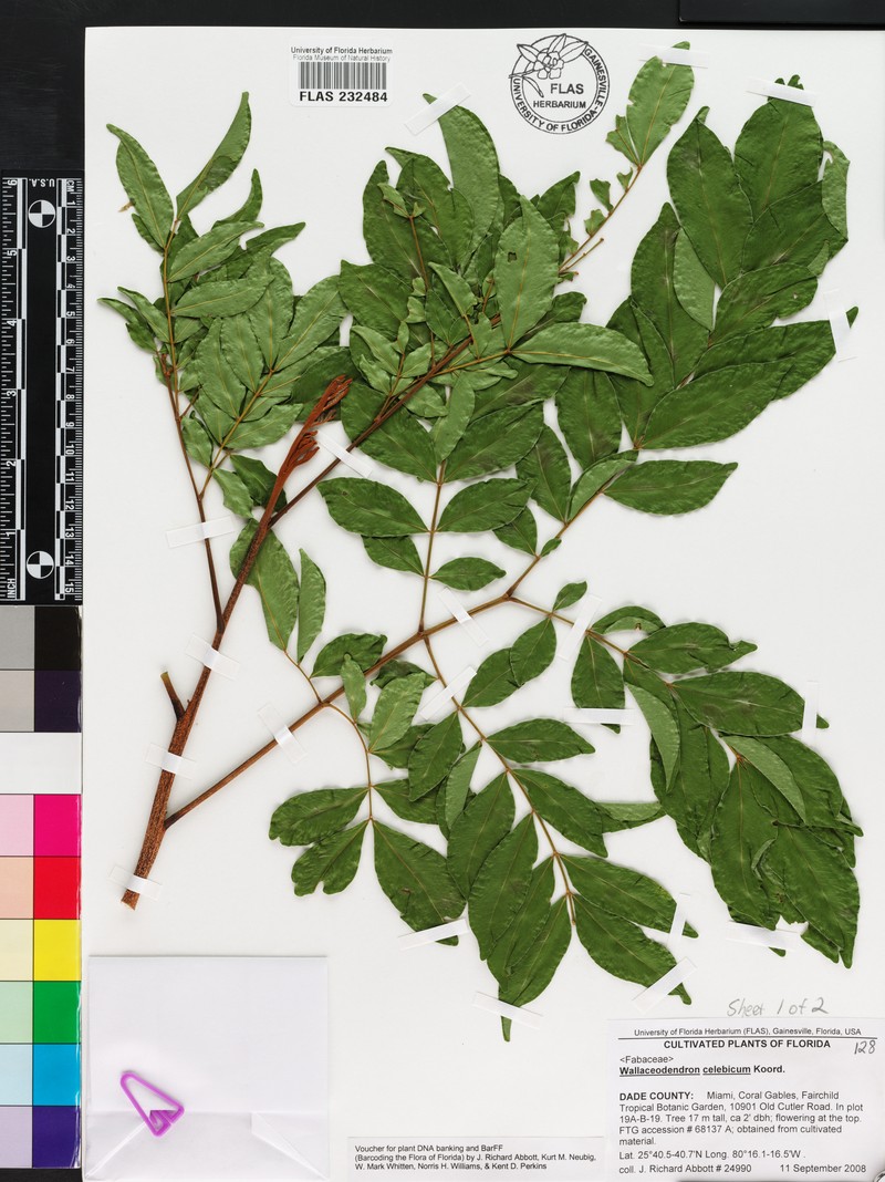 Wallaceodendron celebicum photo 4