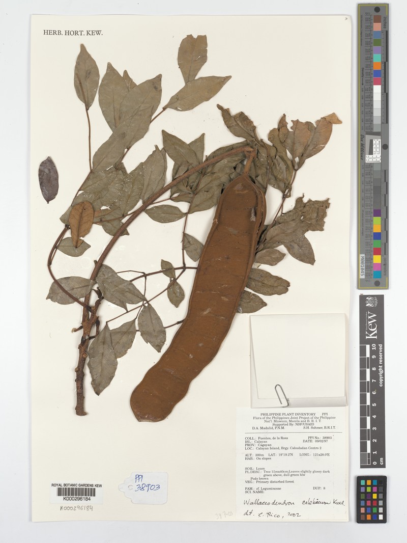Wallaceodendron celebicum photo 5