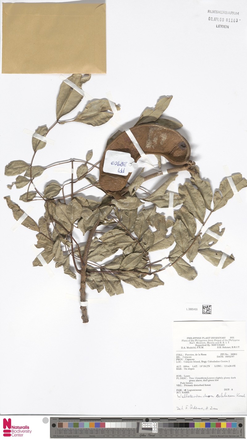 Wallaceodendron celebicum photo 6
