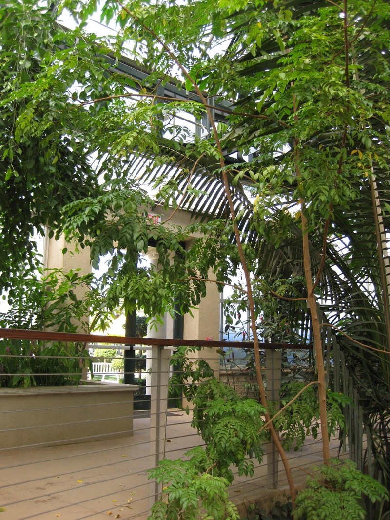 Wallaceodendron celebicum