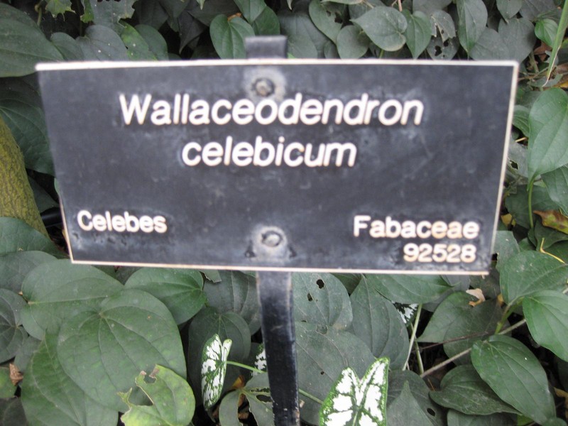 Wallaceodendron celebicum photo 7