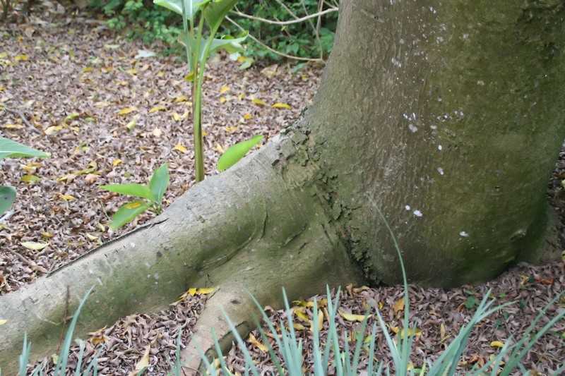 Wallaceodendron celebicum photo 8