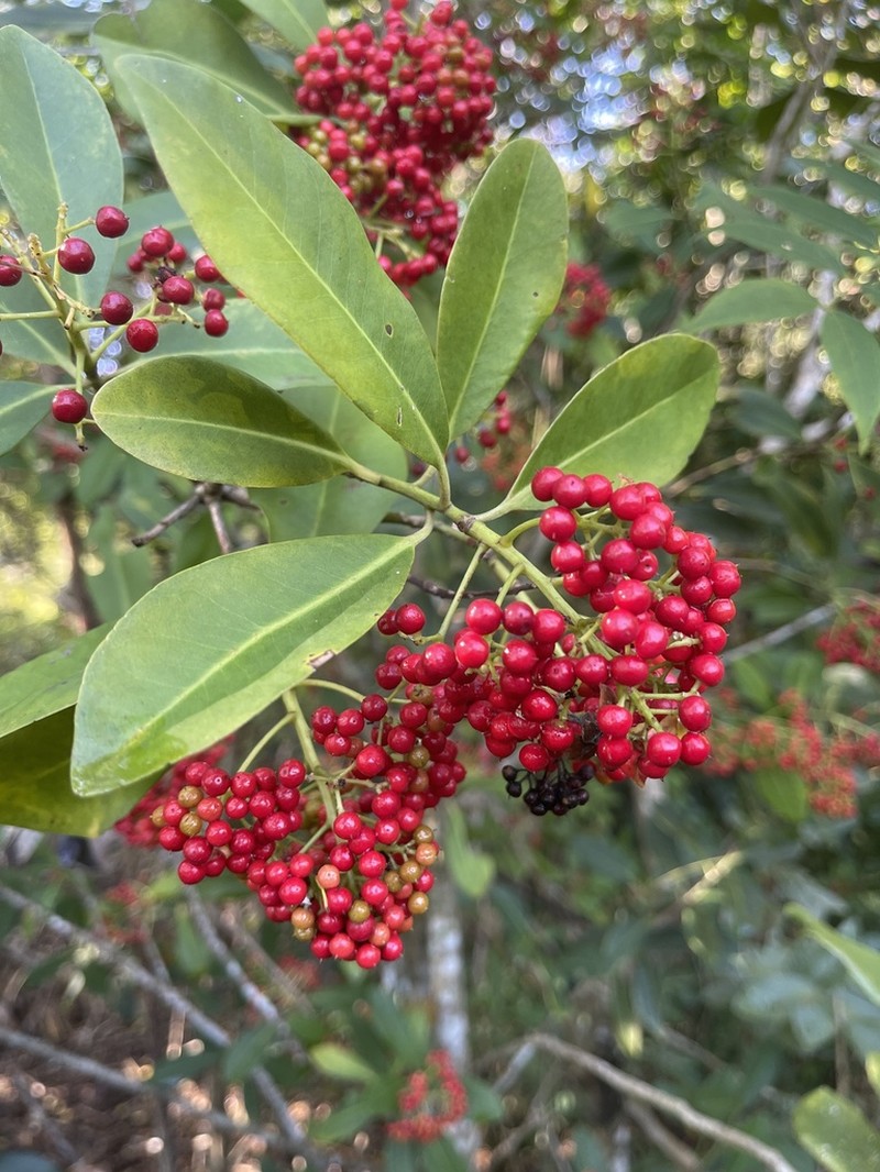 Wallenia laurifolia