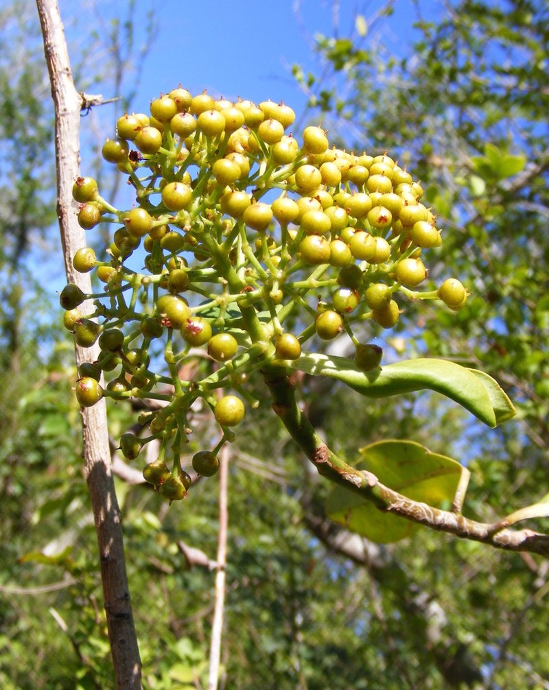 Wallenia laurifolia photo 4