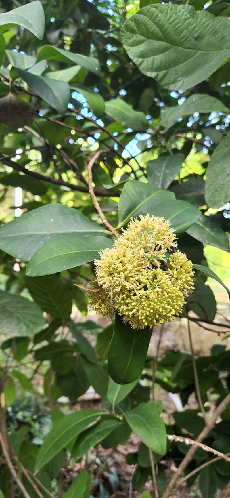 Wallenia laurifolia photo 5