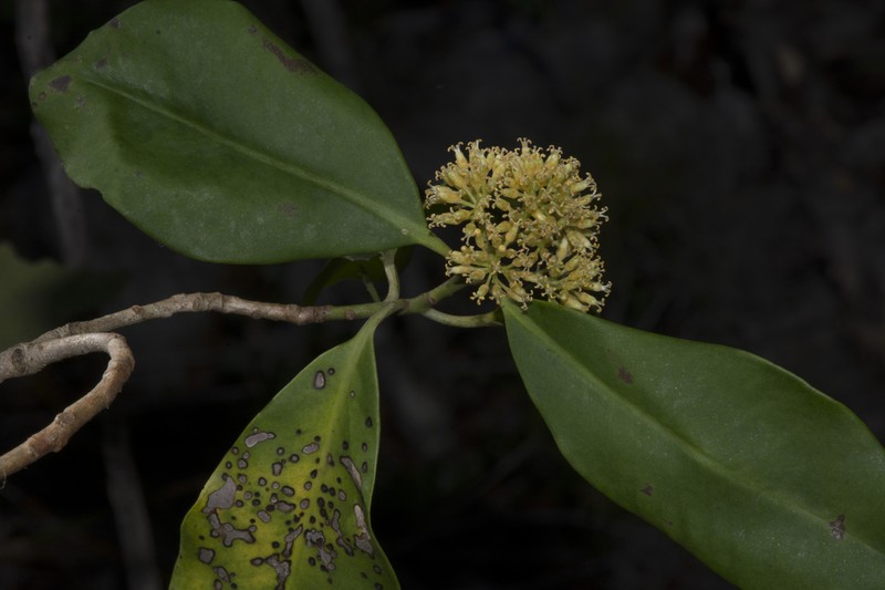 Wallenia laurifolia photo 6