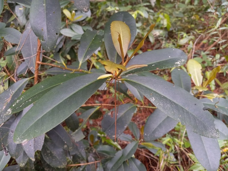 Wallenia laurifolia photo 7