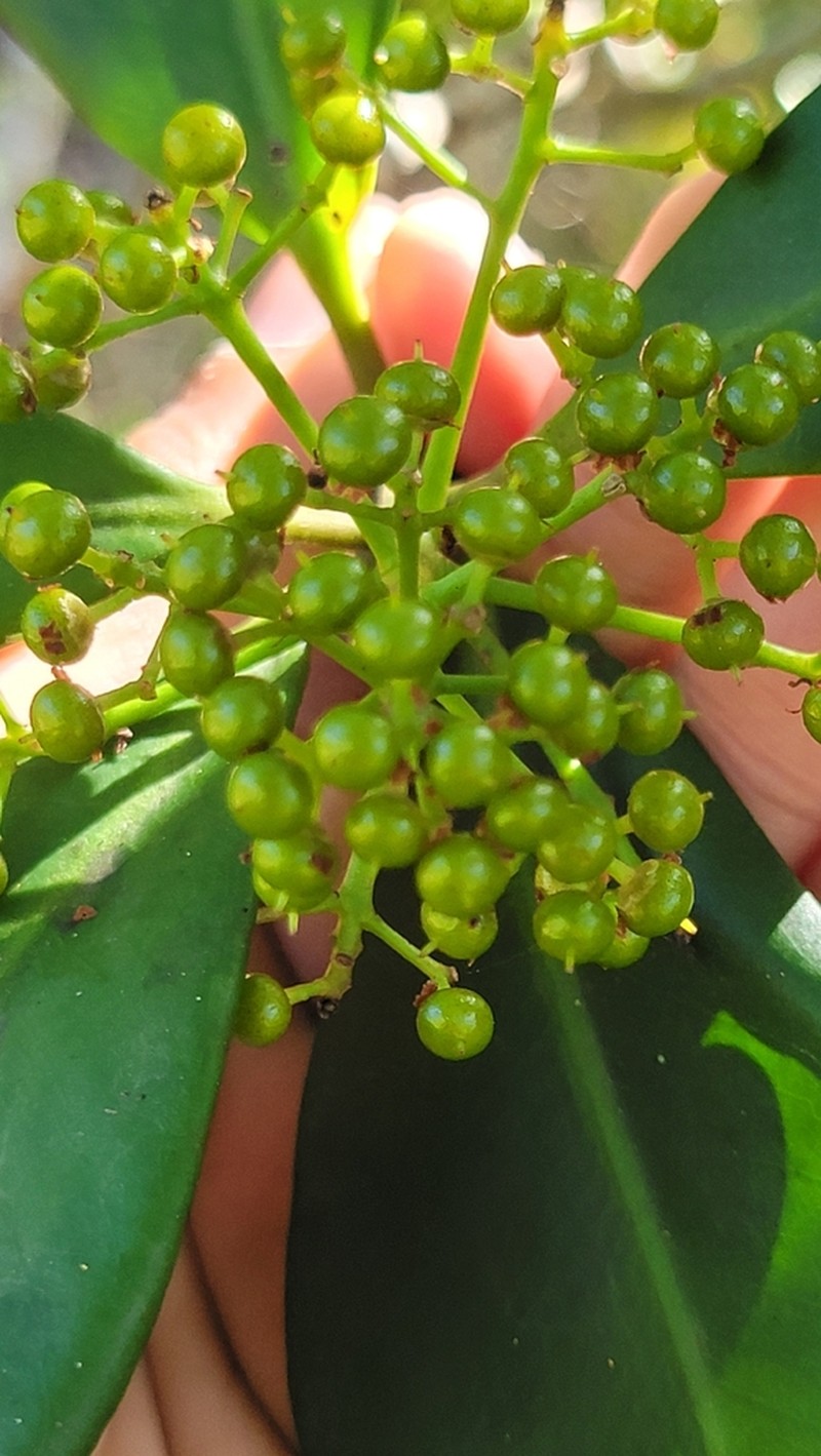 Wallenia laurifolia photo 8
