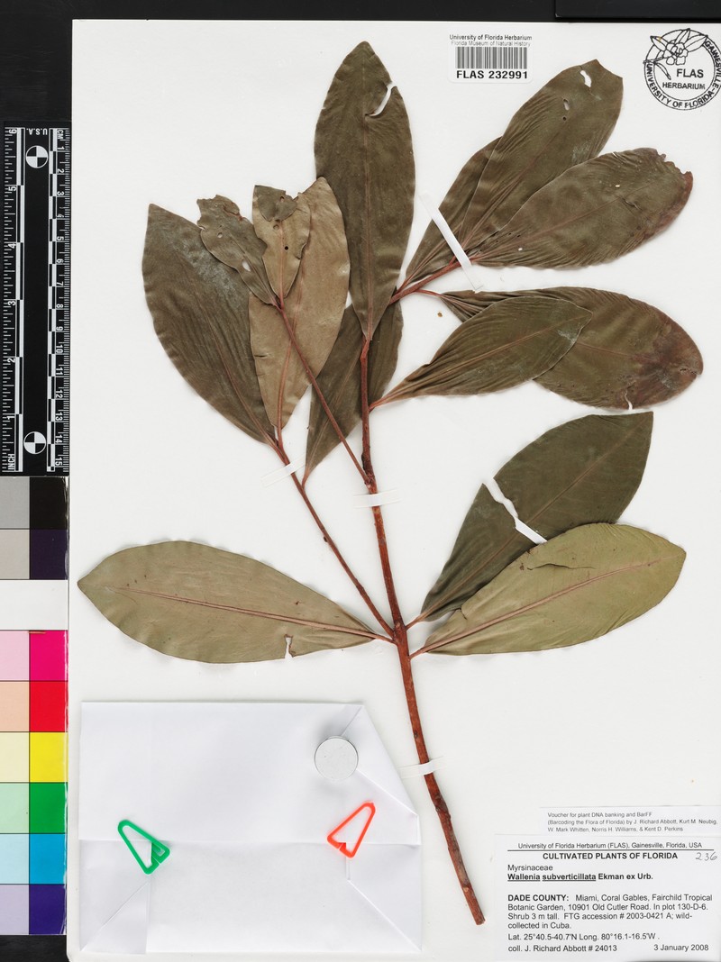 Wallenia subverticillata
