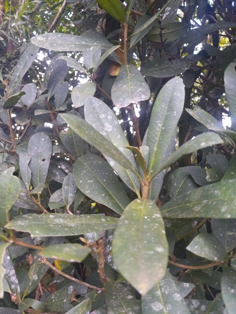 Wallenia urbaniana