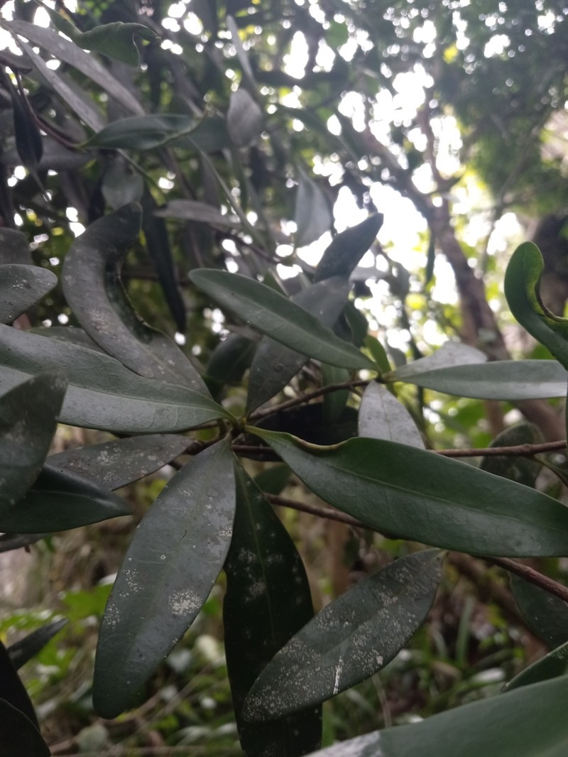 Wallenia urbaniana photo 2