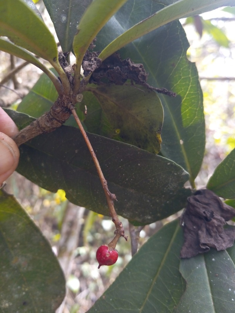 Wallenia urbaniana photo 3