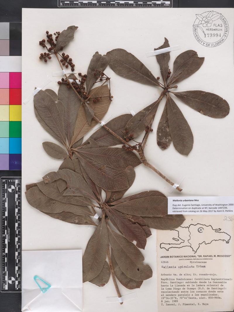 Wallenia urbaniana photo 4