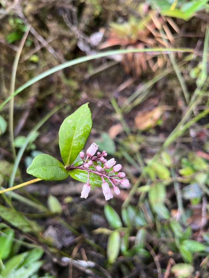 El Yunque Jacanillo photo 2