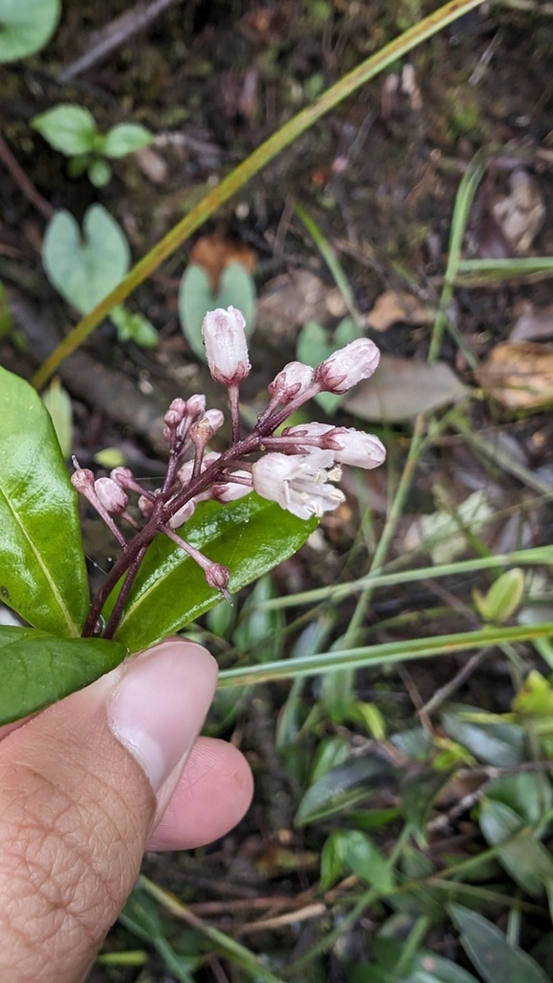 El Yunque Jacanillo photo 3