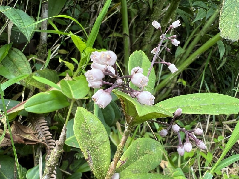 El Yunque Jacanillo photo 4