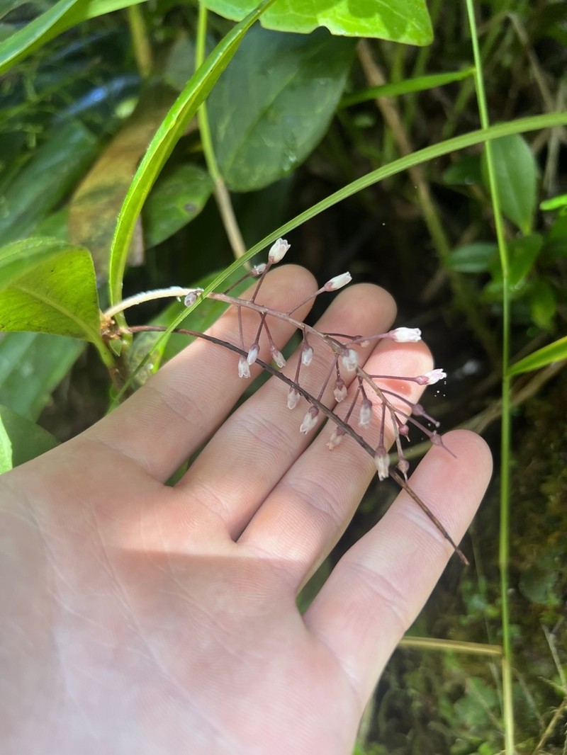 El Yunque Jacanillo photo 5