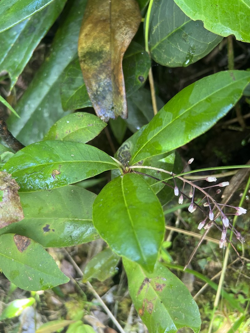 El Yunque Jacanillo