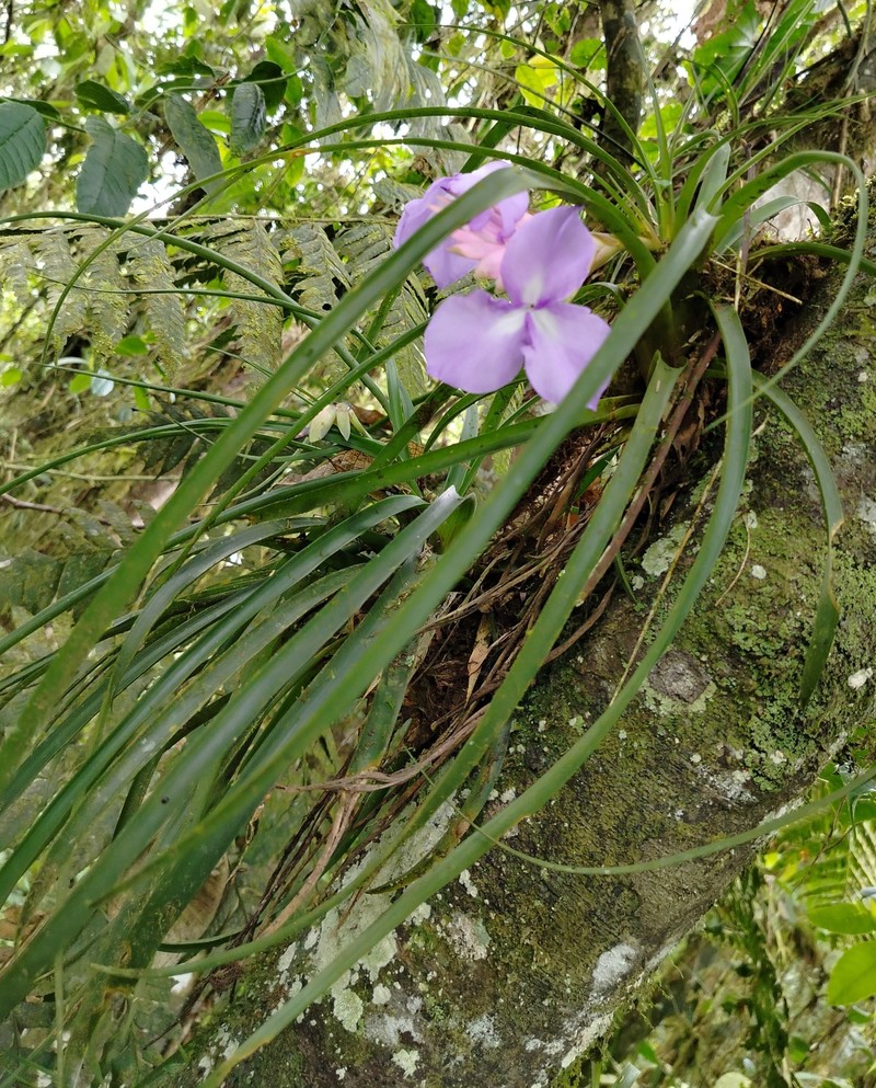 Wallisia × duvalii