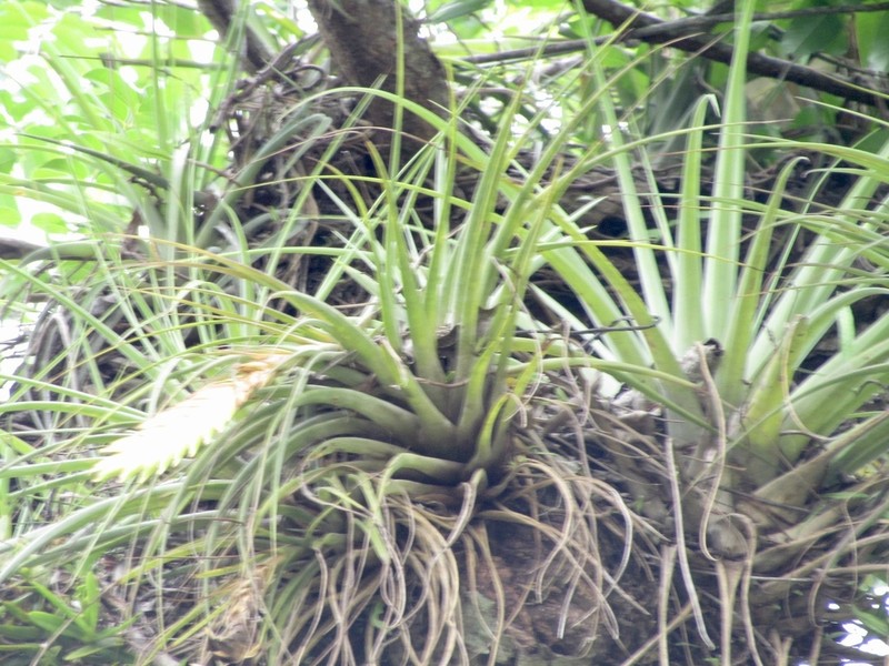Wallisia anceps