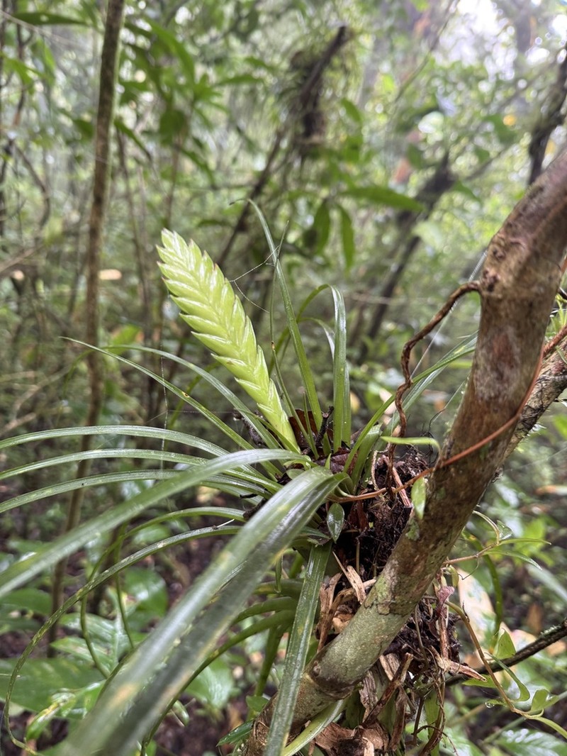 Wallisia anceps photo 2