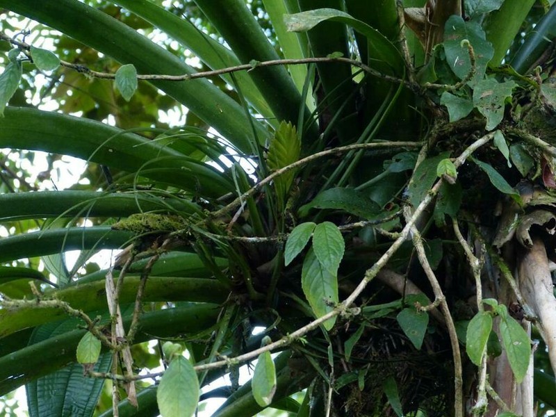 Wallisia anceps photo 3