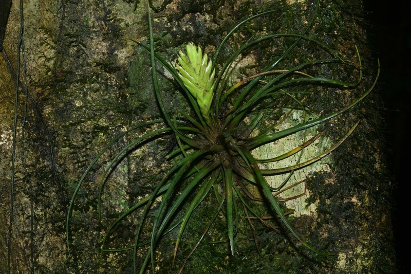 Wallisia anceps photo 4