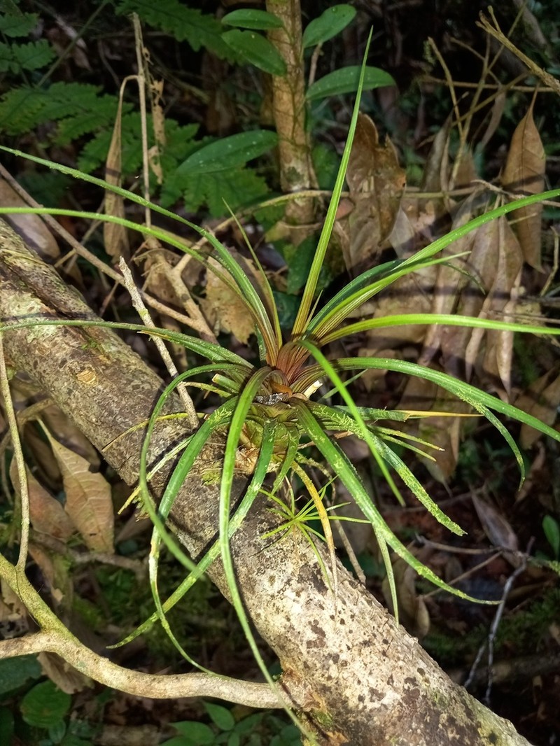 Wallisia anceps photo 5