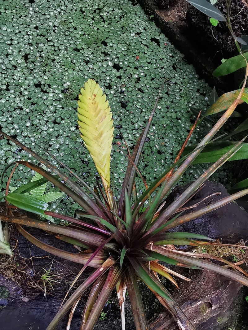 Wallisia anceps photo 6