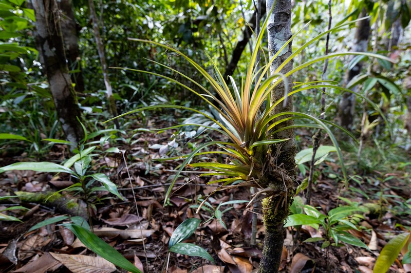 Wallisia anceps photo 7