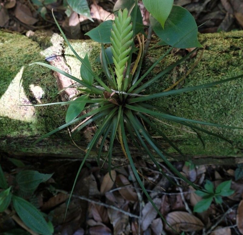 Wallisia anceps photo 8