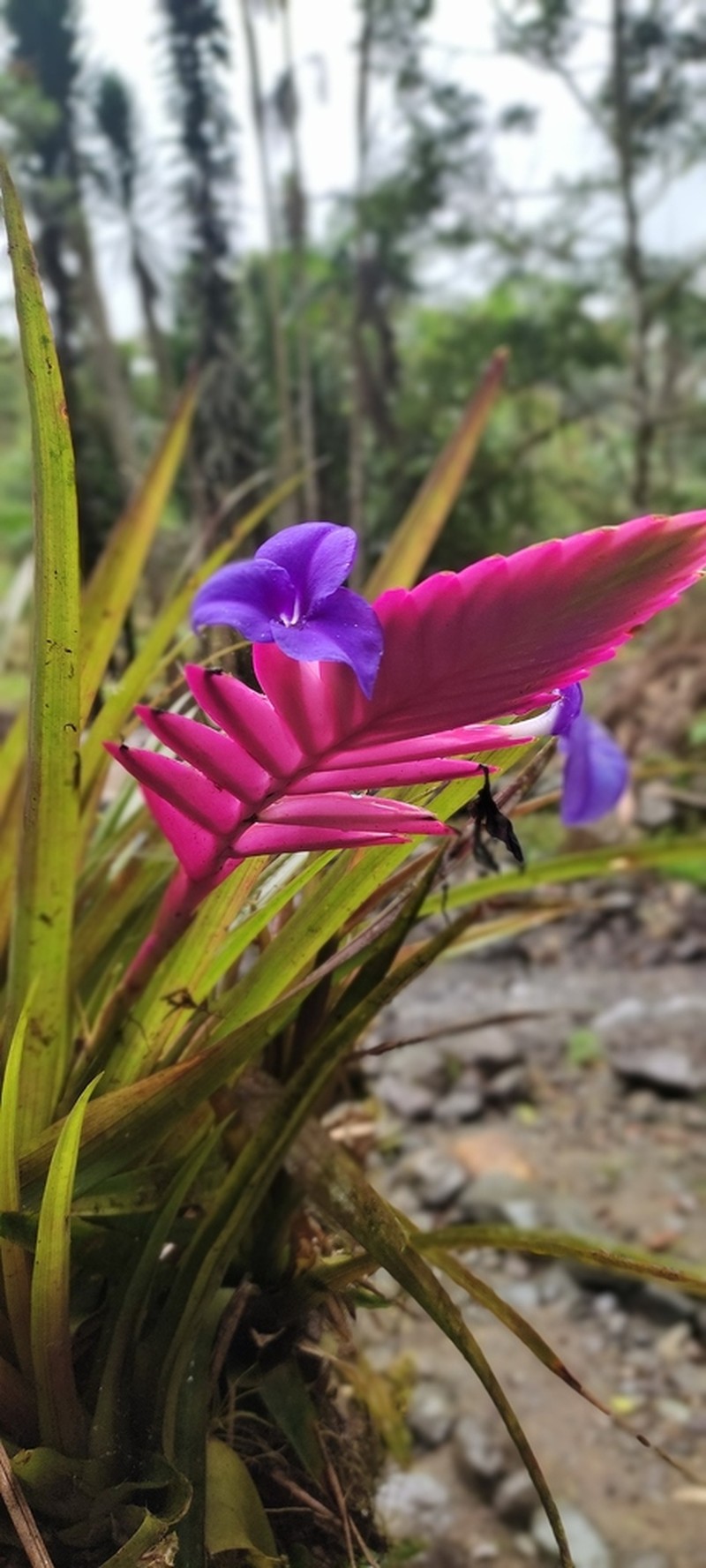 Wallisia pretiosa