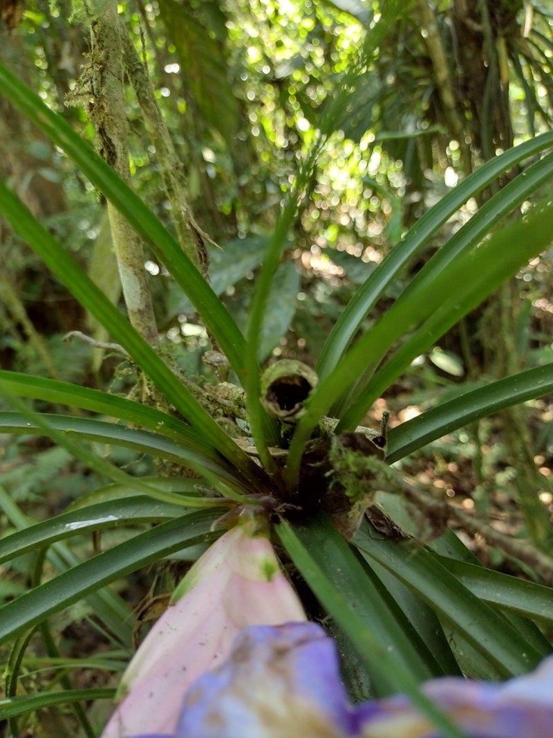 Wallisia pretiosa photo 3