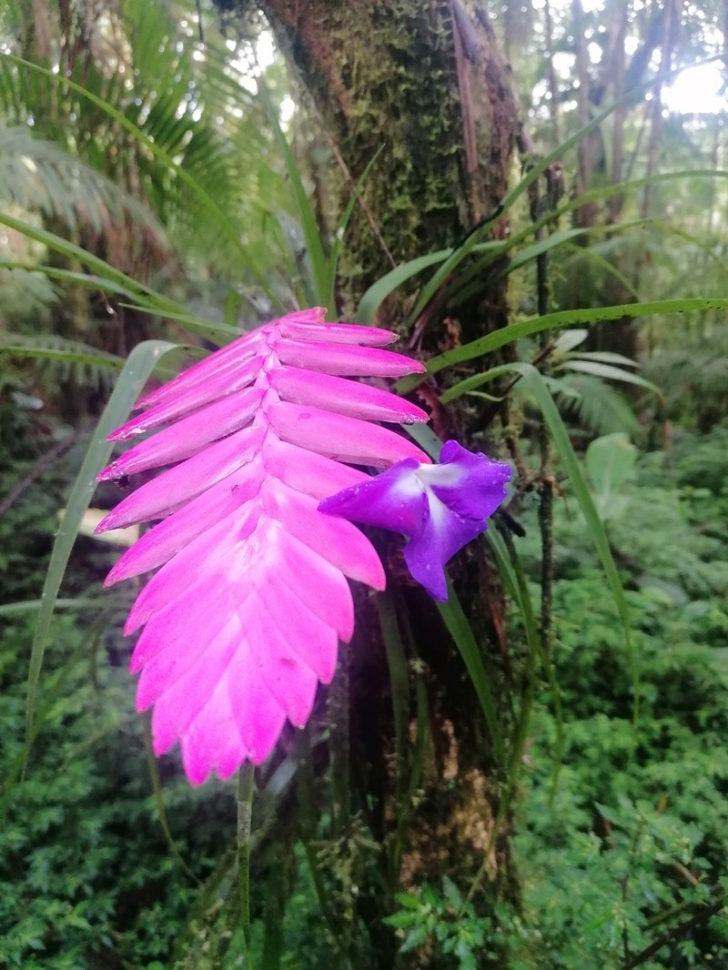 Wallisia pretiosa photo 5