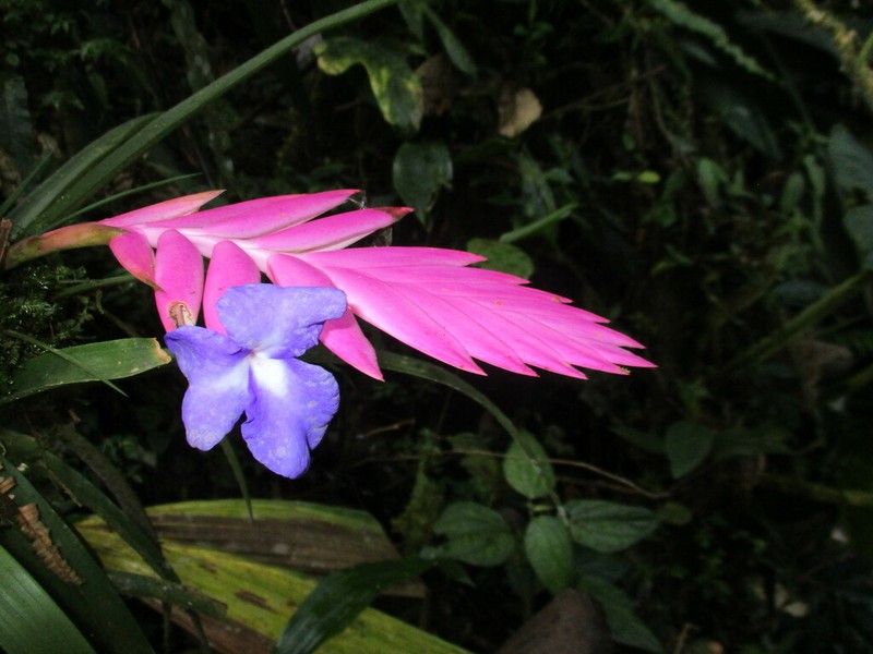 Wallisia pretiosa photo 6